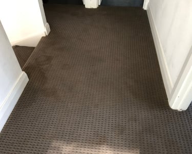 carpet soiled with pet urine deposits