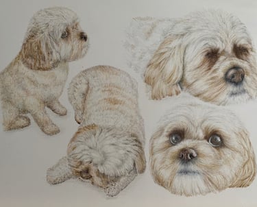 Dog