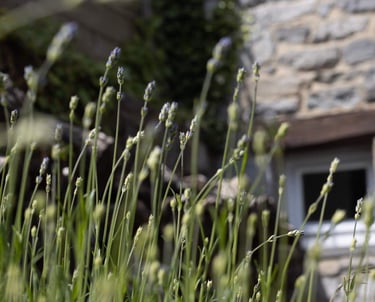 Jardin de la maison d'hôtes à Crupet