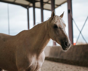 cheval espagnol PRE dans un manege