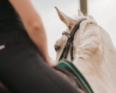 oeil d'un cheval vue de dos