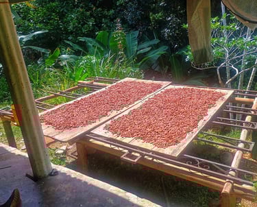 Tour de cacao cerca a Santa Marta en Don Diego Sierra Nevada de Santa Marta