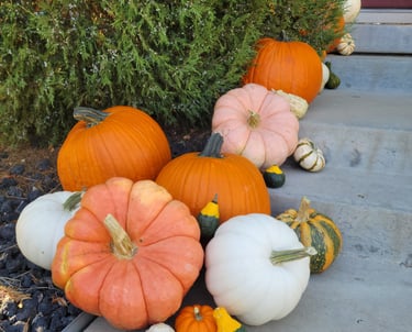 a bunch of pumpkins and squash on a sidewalk
