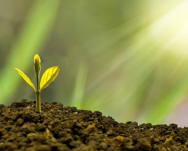 prestation feng shui pour harmoniser les locaux de l'entreprise et soutenir ses potentiels