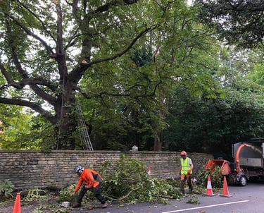 removing dead wood in Cheltenham services by Hamilton trees and gardens