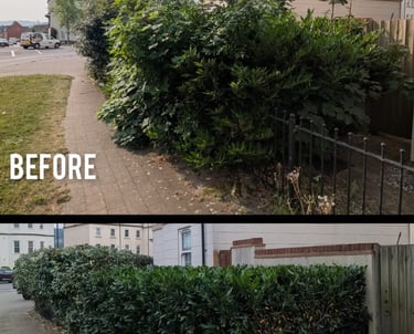 Hedge pruning services in Gloucestershire by Hamilton Tres and Gardeons tree surgeons