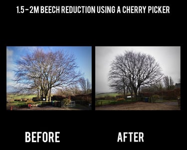 Beech tree reduction by Hamilton Trees and Gardens
