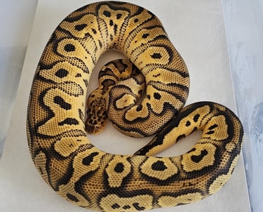 Ball Pythons
