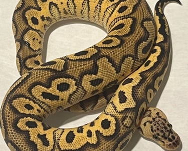 Ball Pythons