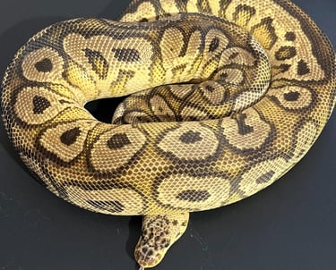 Ball Pythons