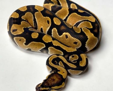 Reptile Ball Python