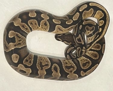 Ball Python Love