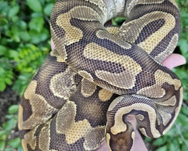 Ball Pythons