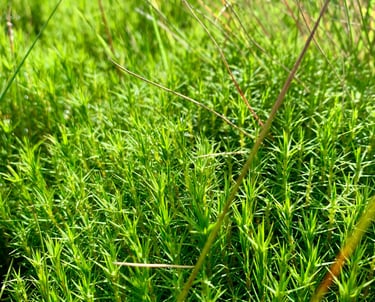 moss on Walshaw Moor, Yorkshire 
