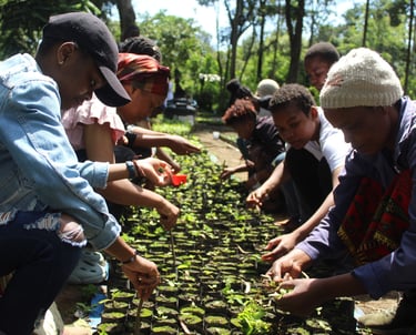Trees nursery