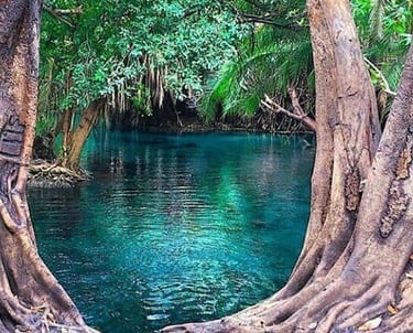 a river with trees and water in the background