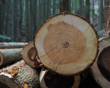 Close-up of a freshly cut hinoki log showing growth rings and timber texture in a forest.