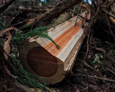 Close-up of a freshly cut sugi log showing wood grain and rings on a forest floor.