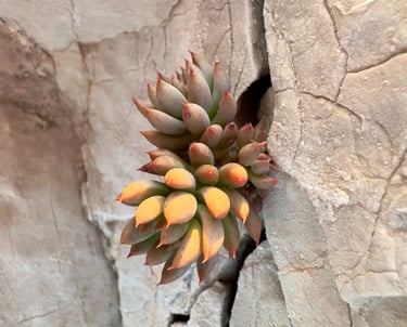 Soins à Paris ou en distanciel. A domicile pour personnes dépendantes ou fin de vie