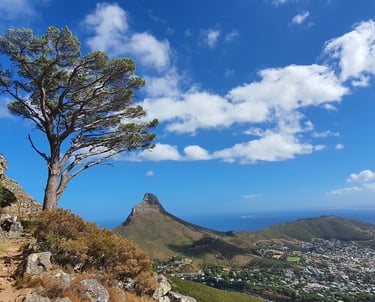 a tree on a mountain side with a view of Lion's Head