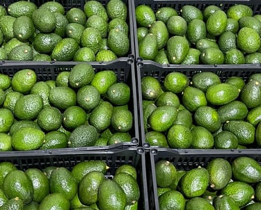 aguacate hass fresco de méxico. 