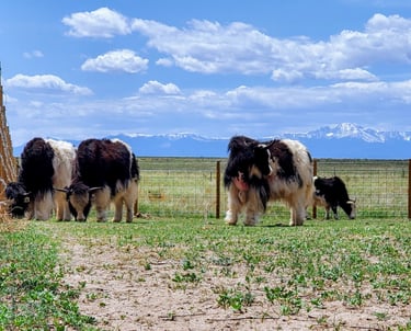 Round post fence in El Paso County with hog wire and barbed wire keeping 4 yak enclosed.  Pikes Peak seen in the distance.