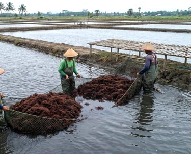 Indonesian farmers harvesting Gracilaria seaweed in Banten ponds, Indonesia