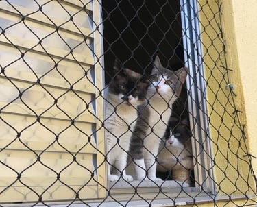 Rede de proteção para pets e gatos em apartamento SP