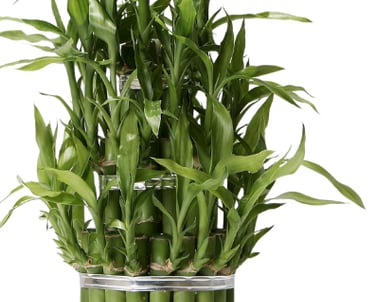 La Bulle Sauna Fauteuils de massage