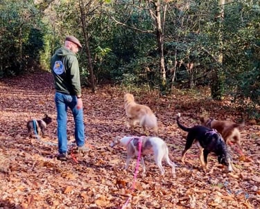 Dog walker avec des chiens en forêt