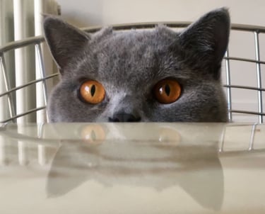 chat derrière une table qui nous regarde 