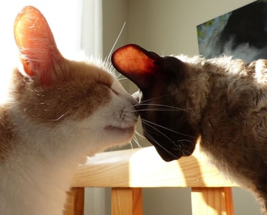 Un chat pose son nez sur la tête inclinée en avant d'un autre chat