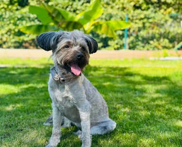 Pudel-Mix Paula sitzt auf einer sonnigen Wiese und hechelt.