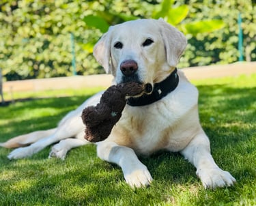 Labrador Pelle liegt mit einem Teddy im Maul auf einer sonnigen Wiese