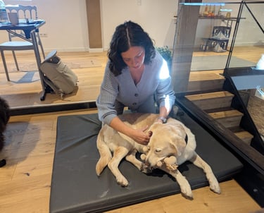 Hundephysiotherapie in Karlstein – Svenja Stoll behandelt einen Hund mit Shiatsu, Massage und Mobilisation