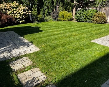 freshly mowed grass, perfect lines in grass