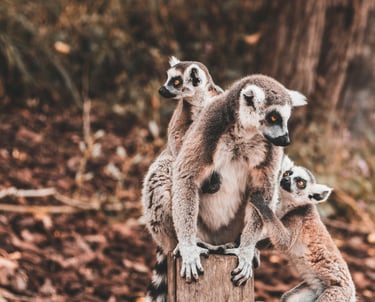 Andasibe-Mantadia National Park - kingdom of the "Indri", the largest living lemur