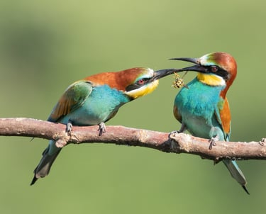 Piafs, Plumes et Compagnie