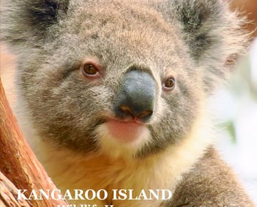 Close-up portrait of a fluffy wild koala in a eucalyptus tree on Kangaroo Island.