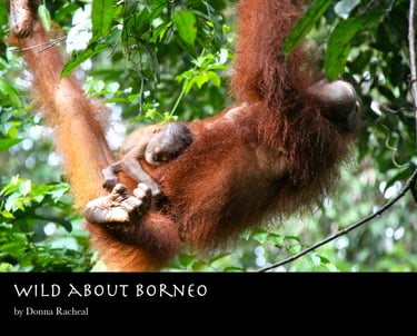 A wild Borneo orangutan mother carrying her baby while hanging from lush green jungle branches.