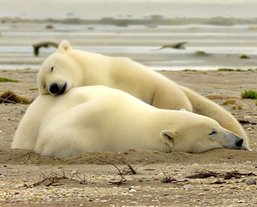 Two wild polar bears sleeping on a sandy Arctic beach during the summer season.