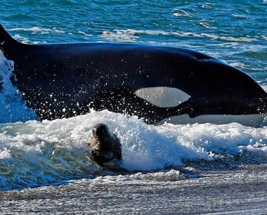 Orcas en Peninsula Valdes