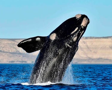 Ballena Franca Austral, Peninsula Valdes