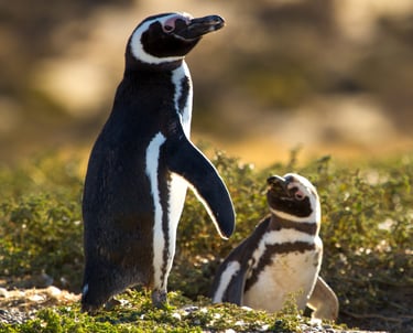 Pinguinos Magallanes
