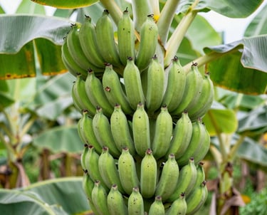 a close up of a bunch of wheat in a field