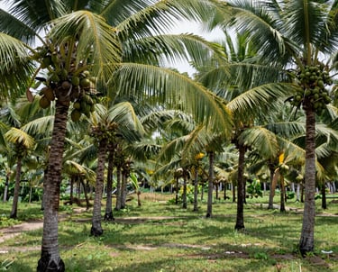 a field of wheat ready to be harvested