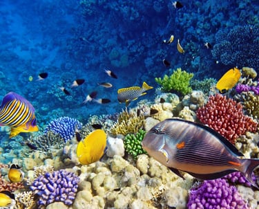 Properties for sale in Marsa Alam. Real estate in Marsa Alam for sale by padsabroad