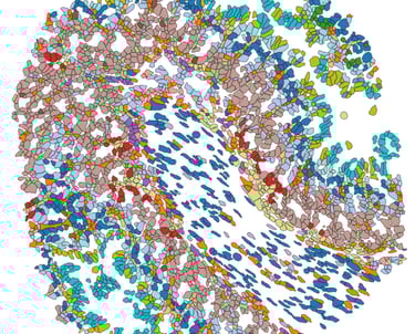 Coloured cell segmentation using MuSpAn