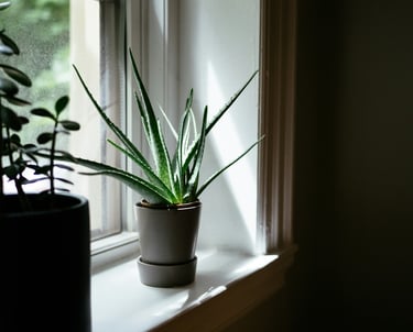 Aloe houseplant
