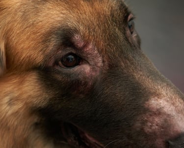 Schäferhund mit Allergie - THP Nicole Hempel 
